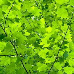 Clover