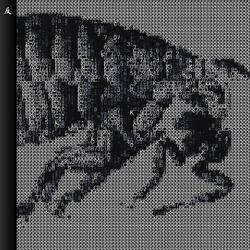 FLEAS. // AHATESONG. .