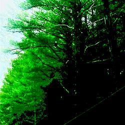 Primeval