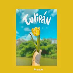 Tulipán