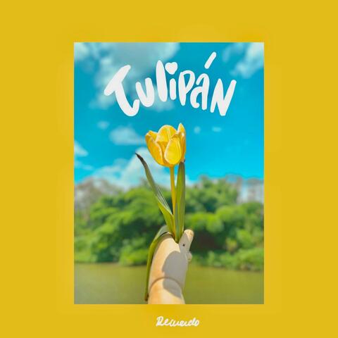 Tulipán