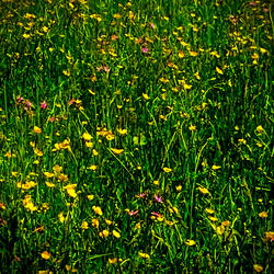 The Blooms of June