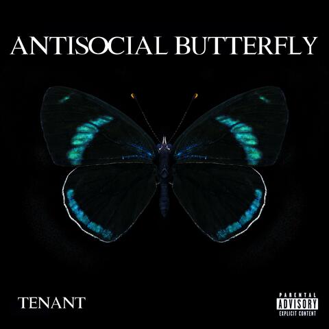 ANTISOCIAL BUTTERFLY