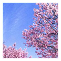 shining (feat. Hyland Park & Zai)