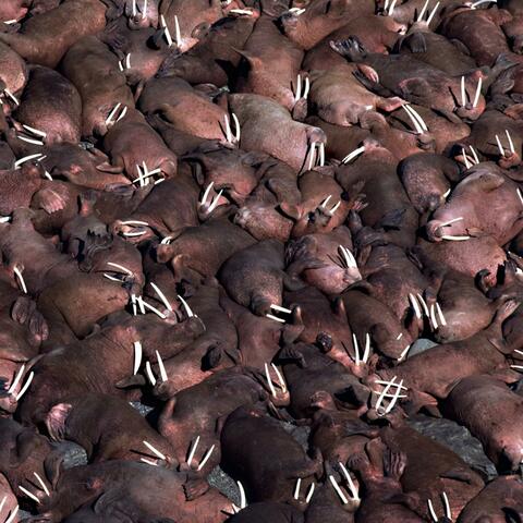 Dead Walrus