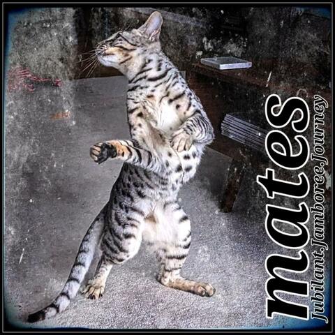 jubilant.jamboree.journey