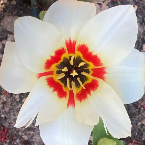April Mornings: Songs From Daily Light