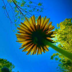 Look Up
