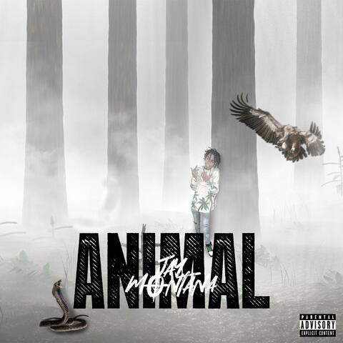 ANIMAL