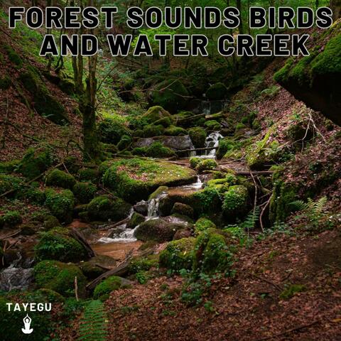 Forest Sounds Birds and Water Creek Stream River Camping 1 Hour Relaxing Nature Ambient Yoga Meditation Sounds For Sleeping Relaxation or Studying
