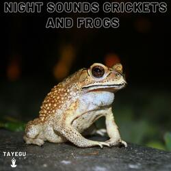 Night Sounds Crickets and Frogs Forest Camping 1 Hour Relaxing Nature Ambient Yoga Meditation Sounds For Sleeping Relaxation or Studying
