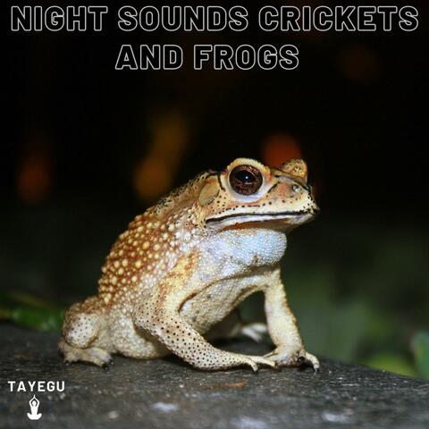 Night Sounds Crickets and Frogs Forest Camping 1 Hour Relaxing Nature Ambient Yoga Meditation Sounds For Sleeping Relaxation or Studying