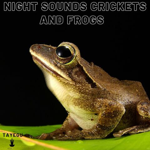 Night Sounds Crickets and Frogs Forest Camping 1 Hour Relaxing Ambient Nature Yoga Meditation Sounds For Sleeping Relaxation or Studying