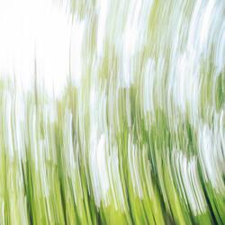 Sunrise in the Forest