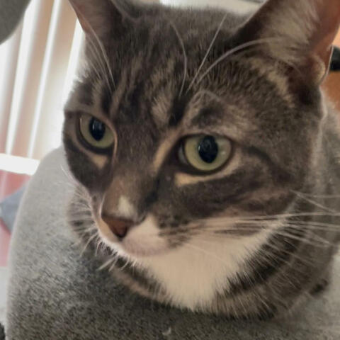 loaf