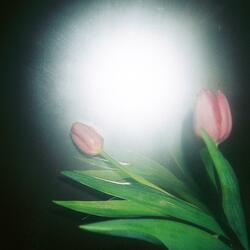 her silver thread (glistening in the night)