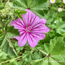 Mallow flower