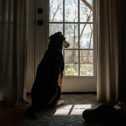Begging to Stay