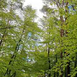 Baltic Forest Birds