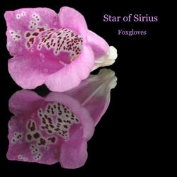 Foxgloves