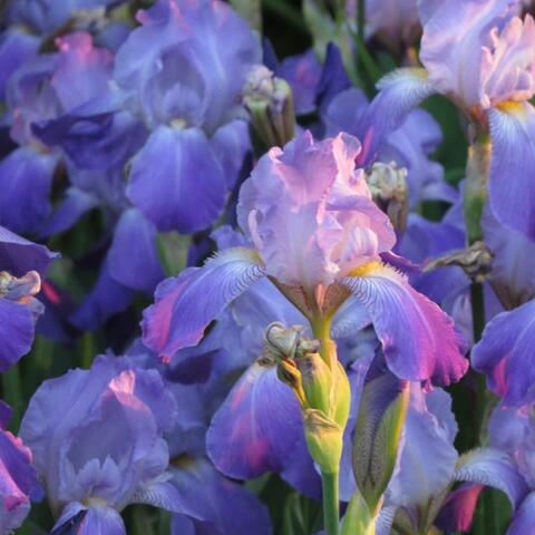 April's Bloom / All Alone