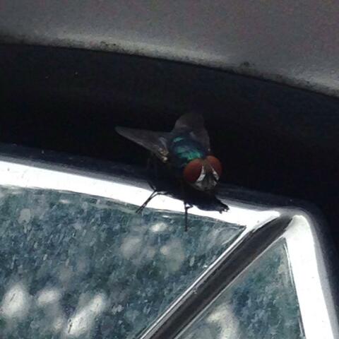 FLY