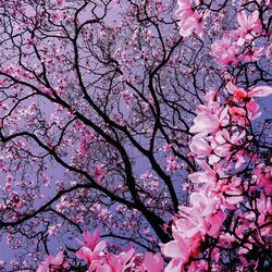Fragrance