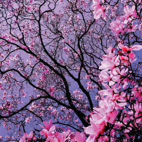 Fragrance