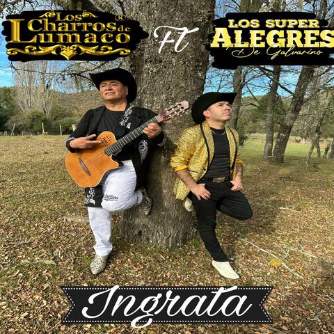Ingrata (feat. Los Super Alegres de Galvarino)