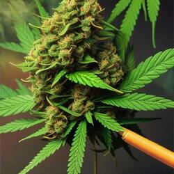 Sticky Icky (Smoke & Ride)