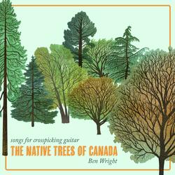 Cedar
