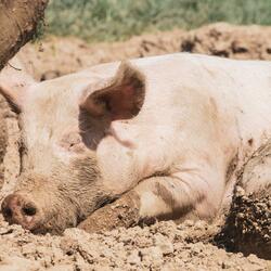Sleeping Pig Wakes Up for a Cookie!
