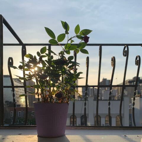 Dead Flowers on the Window Sill