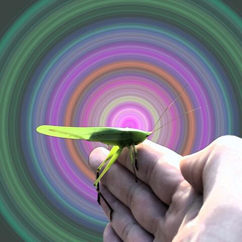 Katydid