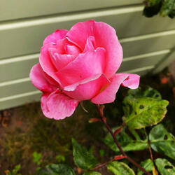 Just Like A Rose