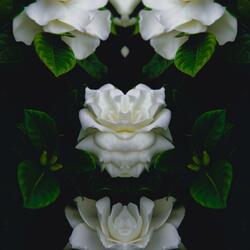 when gardenias bloom (feat. yogic beats)