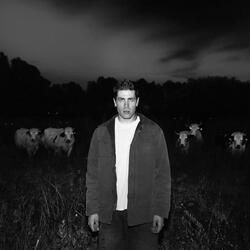 the cattle