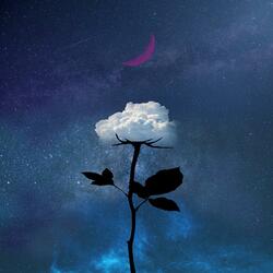 evening love