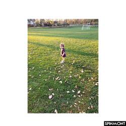 Leaves Fall