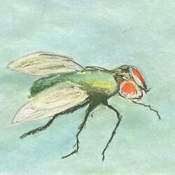 i hate the fly