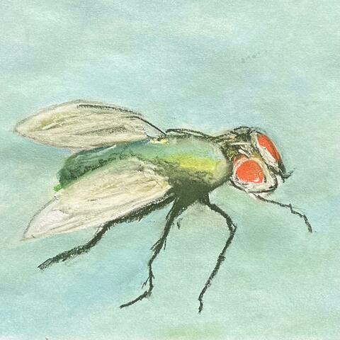 i hate the fly