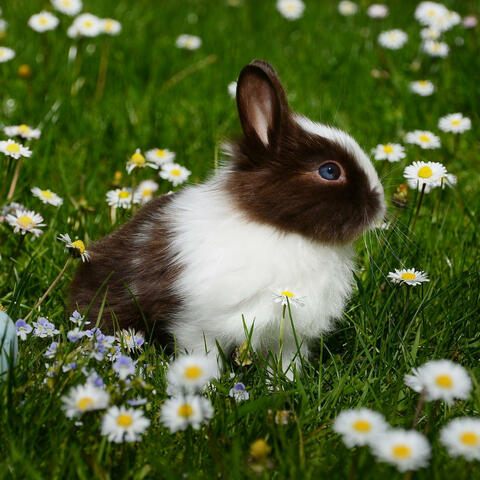 Sound of spring