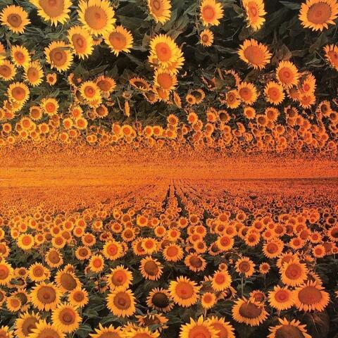 Sunshine