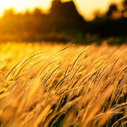 Cool Breeze I 清风