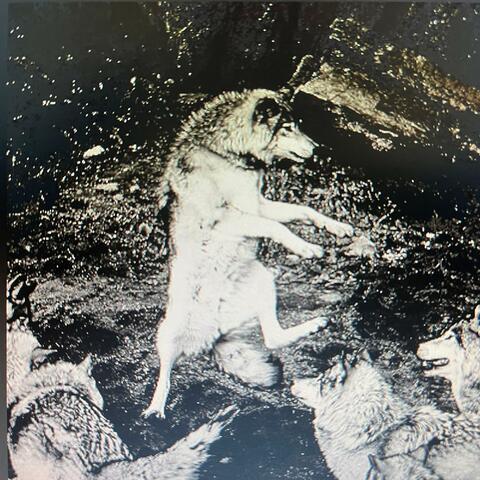 Werewolf on the dancefloor