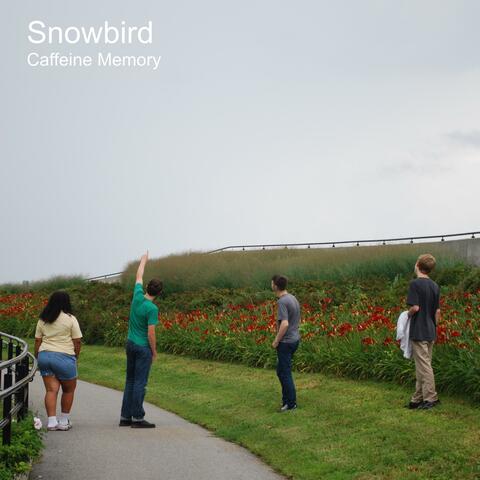 Snowbird