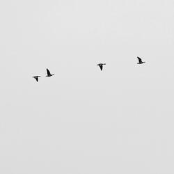 The Mists, Pt. 2