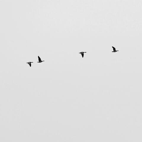 The Mists