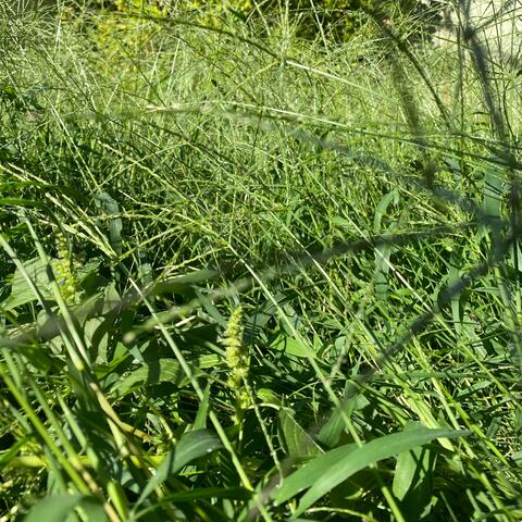 Overgrown
