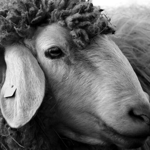 Sheep (Mixea)